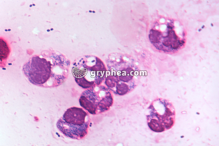 Phagocytose x400 - gryphea.com